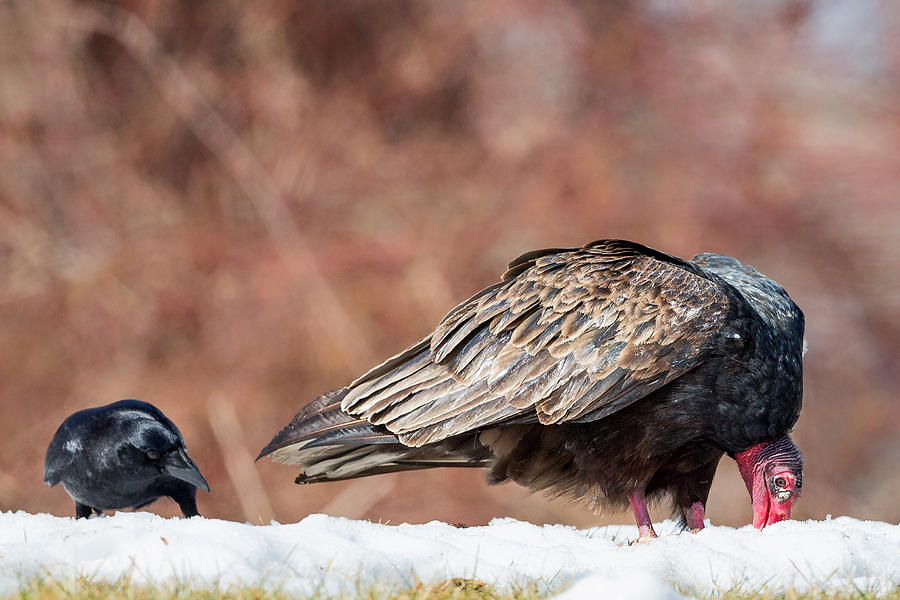 Vulture Photograph - The Crow And Vulture by Bill Wakeley