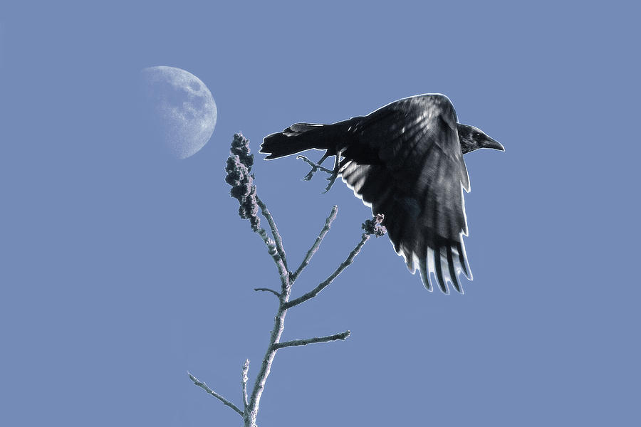The Crow Between Moon And Sumac Photograph by Constantine Gregory