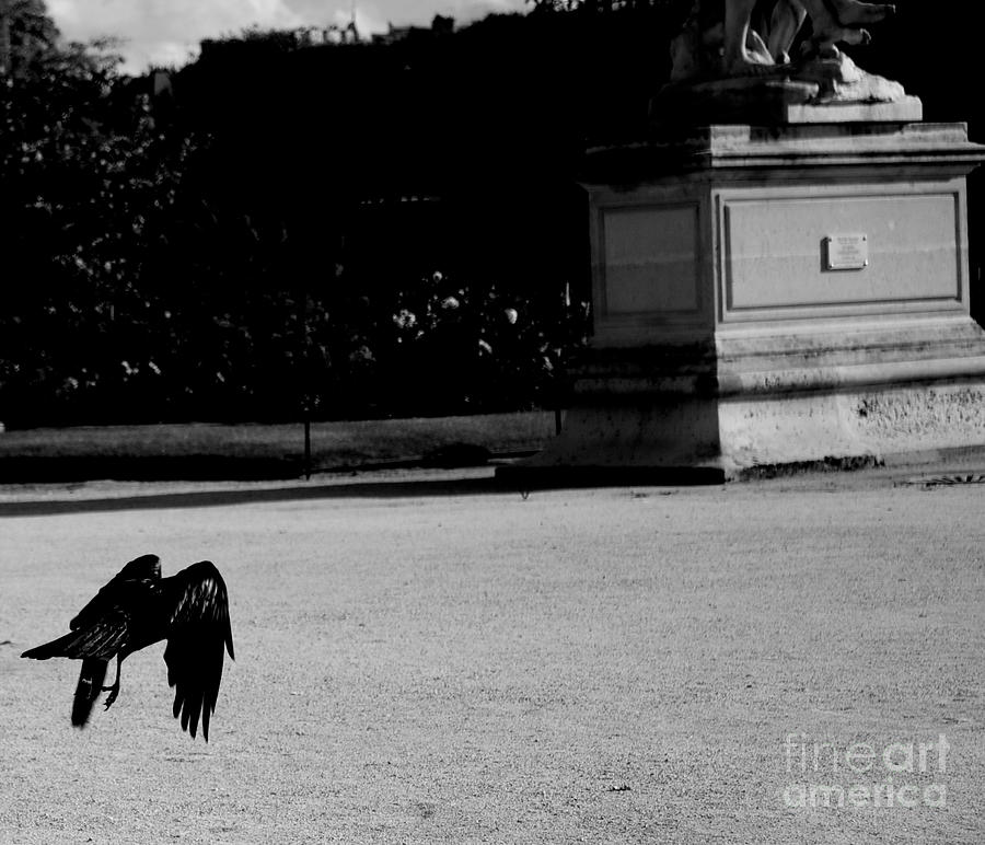 The Crow Photograph by Donato Iannuzzi