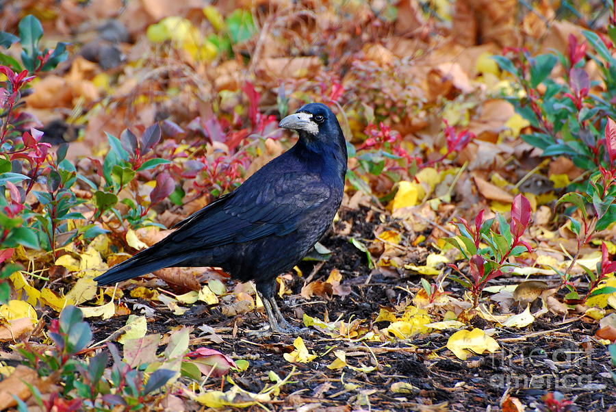 Crow Photograph - The Crow by Joe Cashin