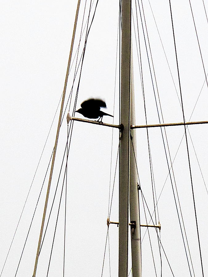 Bird Photograph - The Crow Leaving The Absent Crows Nest by John King I I I