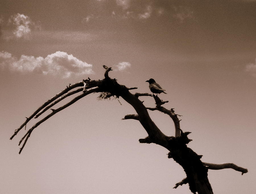 The Crow Photograph by Salman Ravish