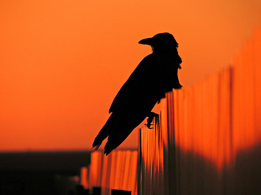 Crow Photograph - The Crow by Tim Lindner