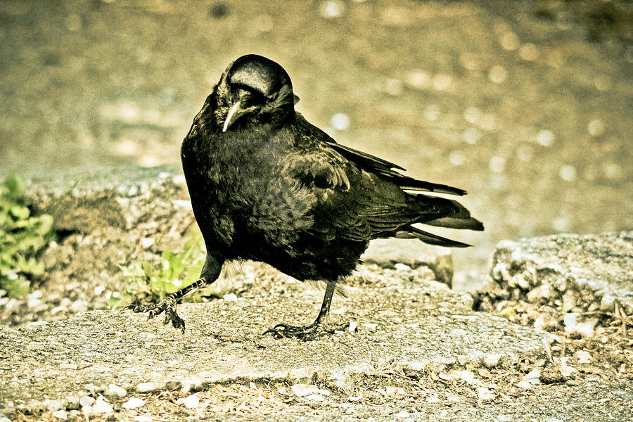 Crow Photograph - The crow-vintage by Eti Reid