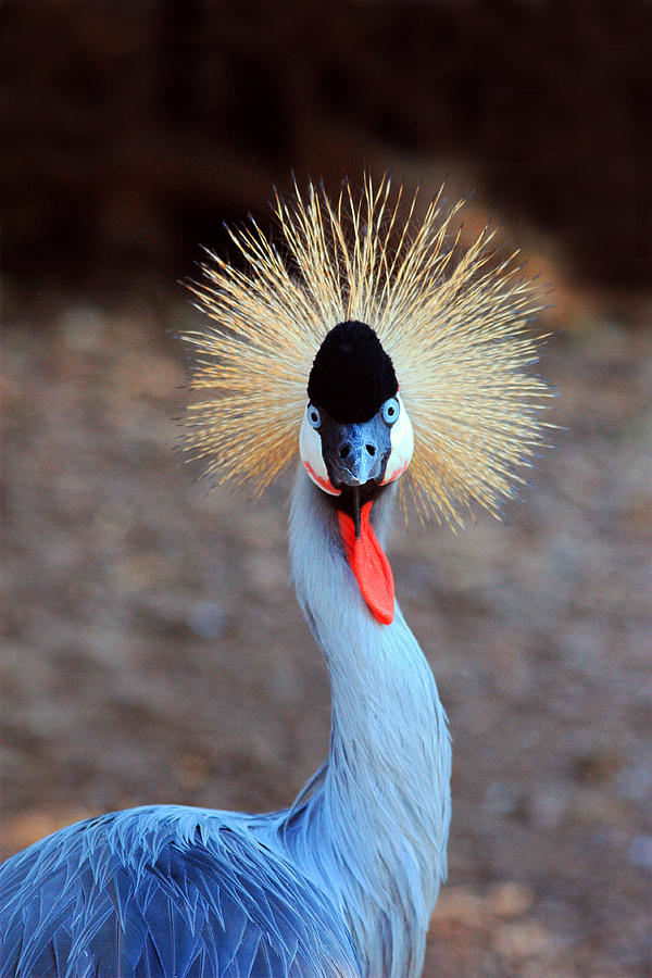 The Crowned Crane Photograph by Trina  Ansel