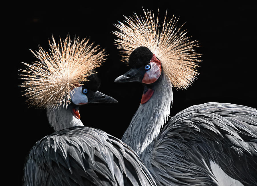 The Crowned Cranes Photograph