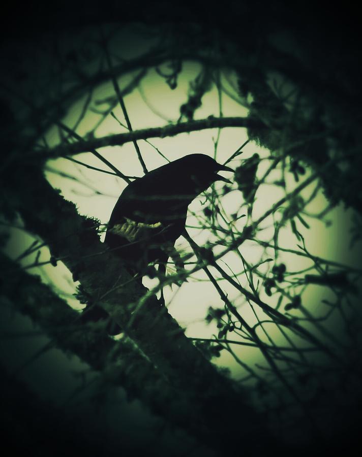 Crow Photograph - The Crows Call by Teresa A Lang