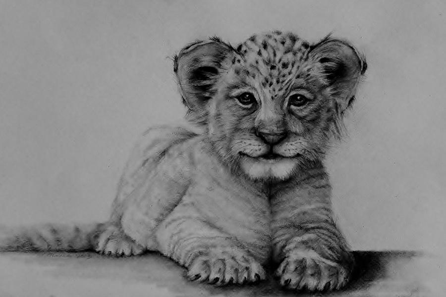 The Cub Drawing by Jean Cormier