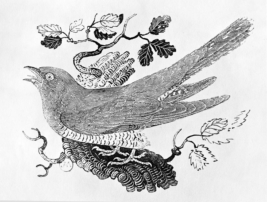 The Cuckoo Cuculus Canorus From The History Of British Birds Volume I ...