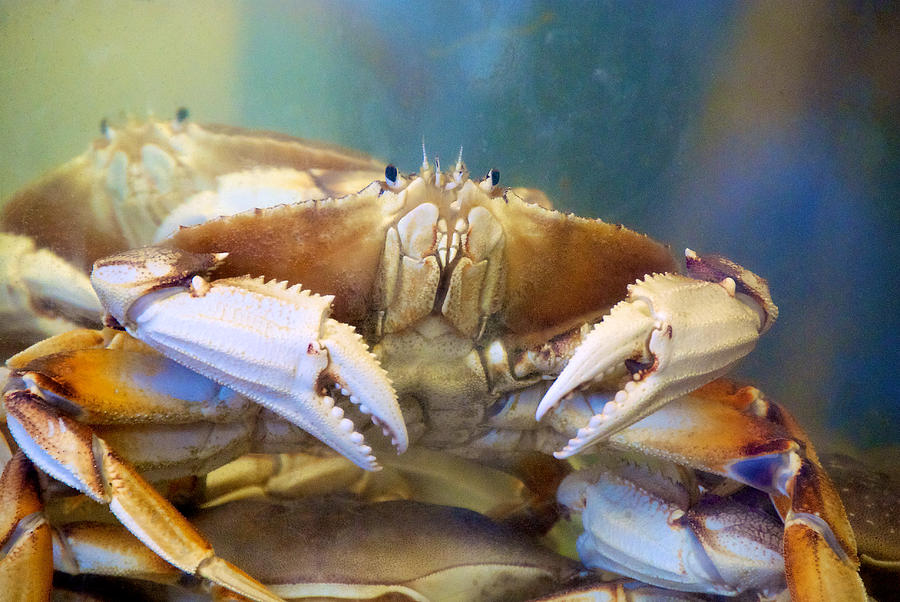 The Curious Crab 2 Photograph by Richard J Cassato - Fine Art America