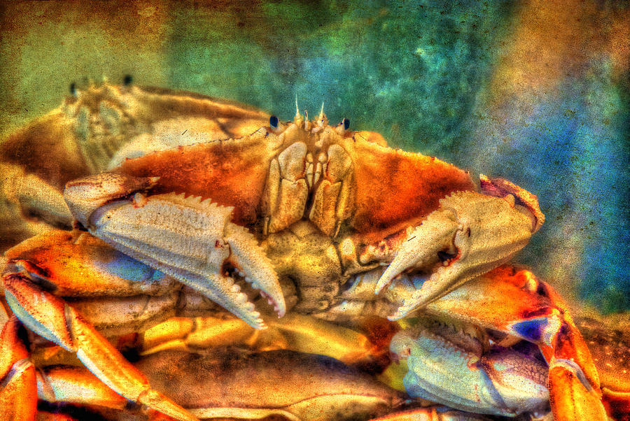 The Curious Crab Photograph by Richard J Cassato
