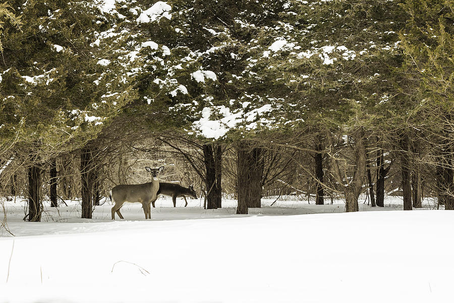 The Curious Deer Photograph by Billy Bateman