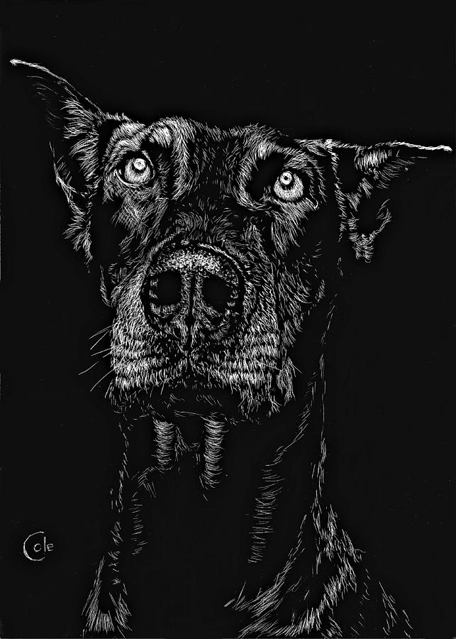 The Curious Expressions of Dogs Drawing by Nathan Cole | Fine Art America