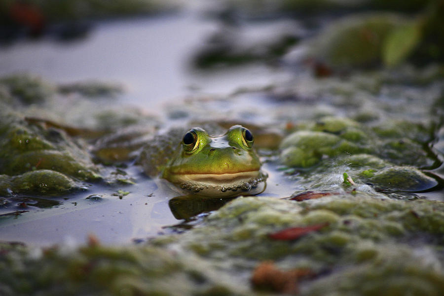 The Curious Frog Photograph by Justin Williams | Fine Art America