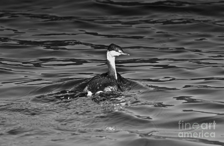 The Curious Grebe Photograph by Dan Hefle