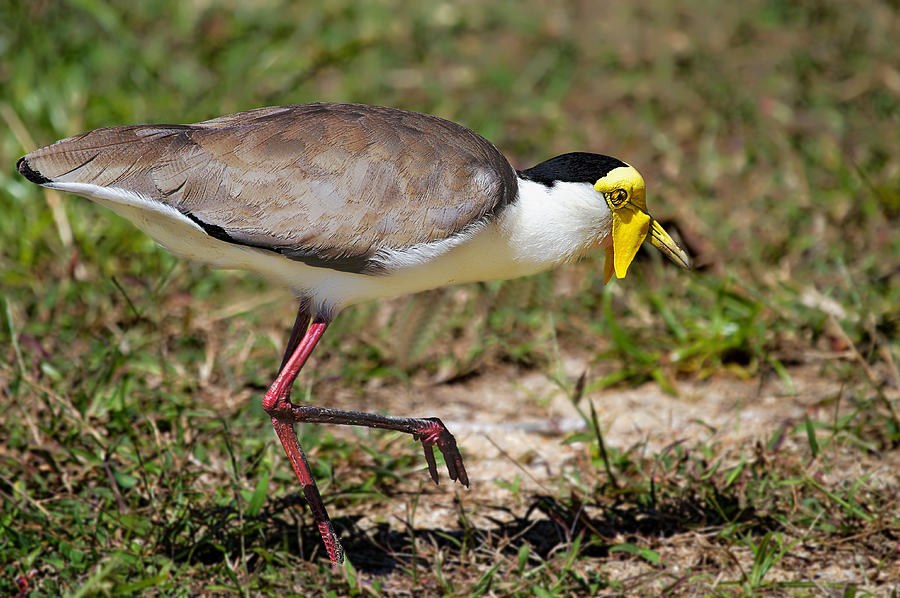 The curious Masked Plover Photograph by Mr Bennett Kent