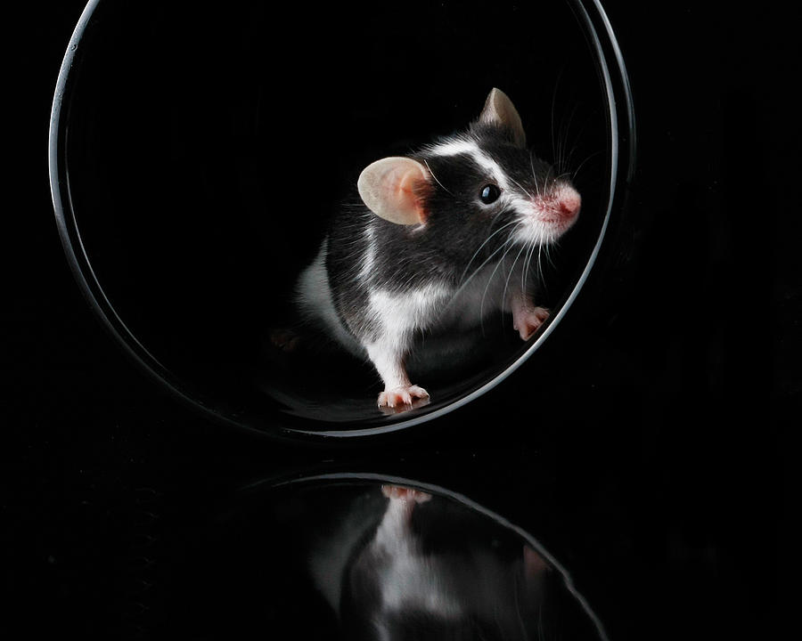 Mouse Photograph - The Curious Mouse by Ness Welham