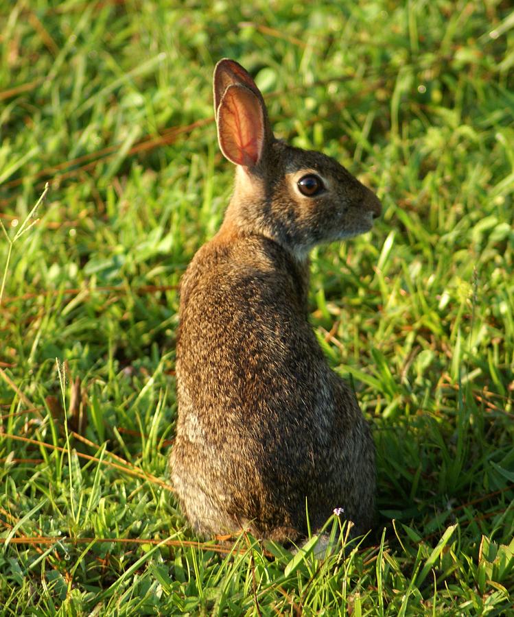 The Curious Rabbit Photograph by Patricia Twardzik | Fine Art America