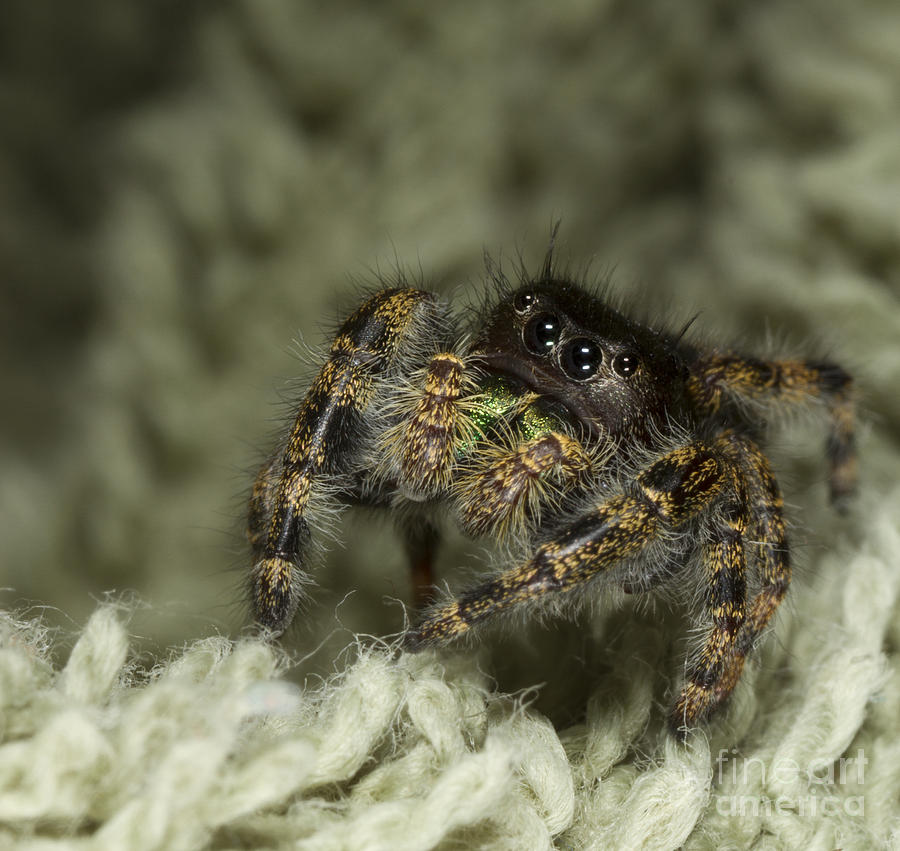 The Curious Spider Photograph by Geoffrey Badgley - Pixels