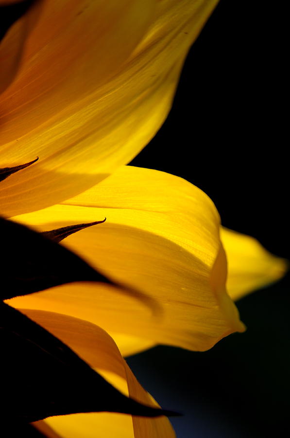 The Curve of a Petal  Photograph by The Forests Edge Photography - Diane Sandoval