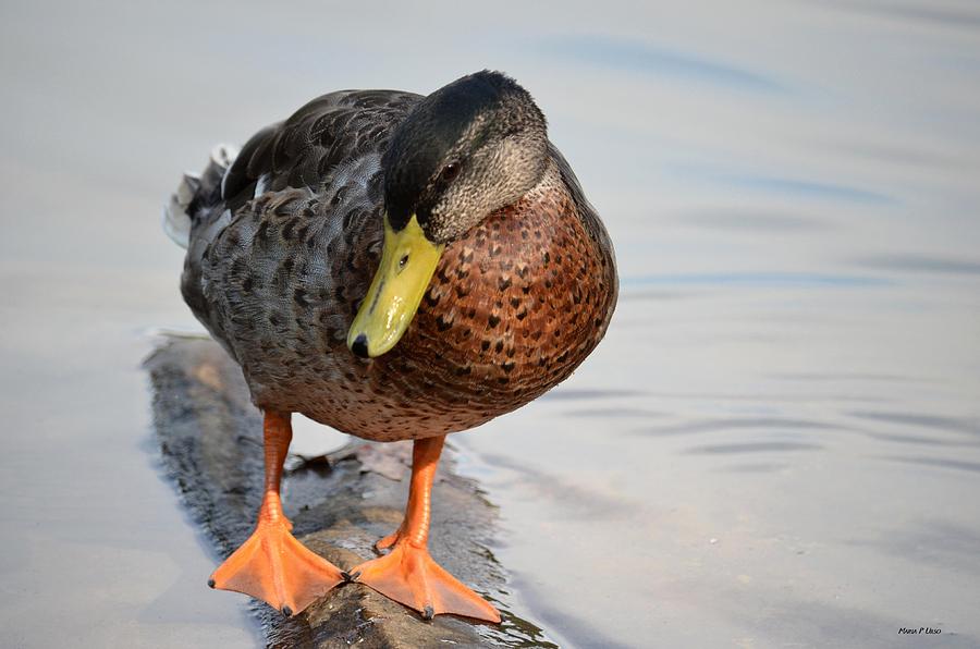 Duck Photograph - The Cute Brown Duck by Maria Urso