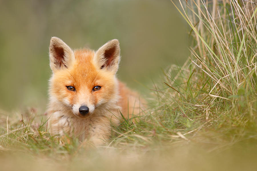 Nature Photograph - The Cute Kit by Roeselien Raimond