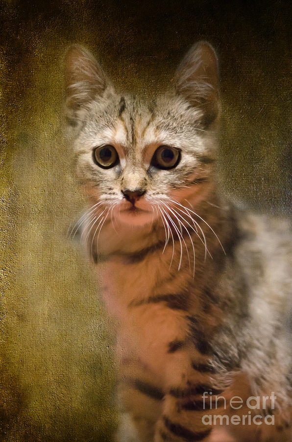 The Cutest Kitty Photograph by Klara Acel