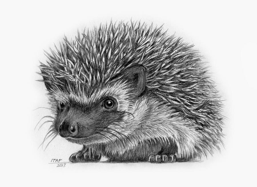 The Cutest Little Hedgehog Drawing by Iren Faerevaag | Fine Art America