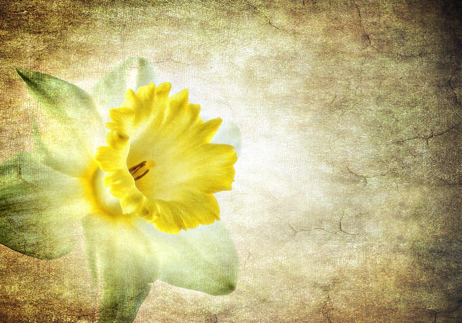 The Daffodil Photograph by Meirion Matthias