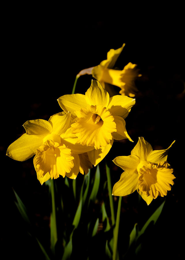 Nature Photograph - The Daffodils by David Patterson