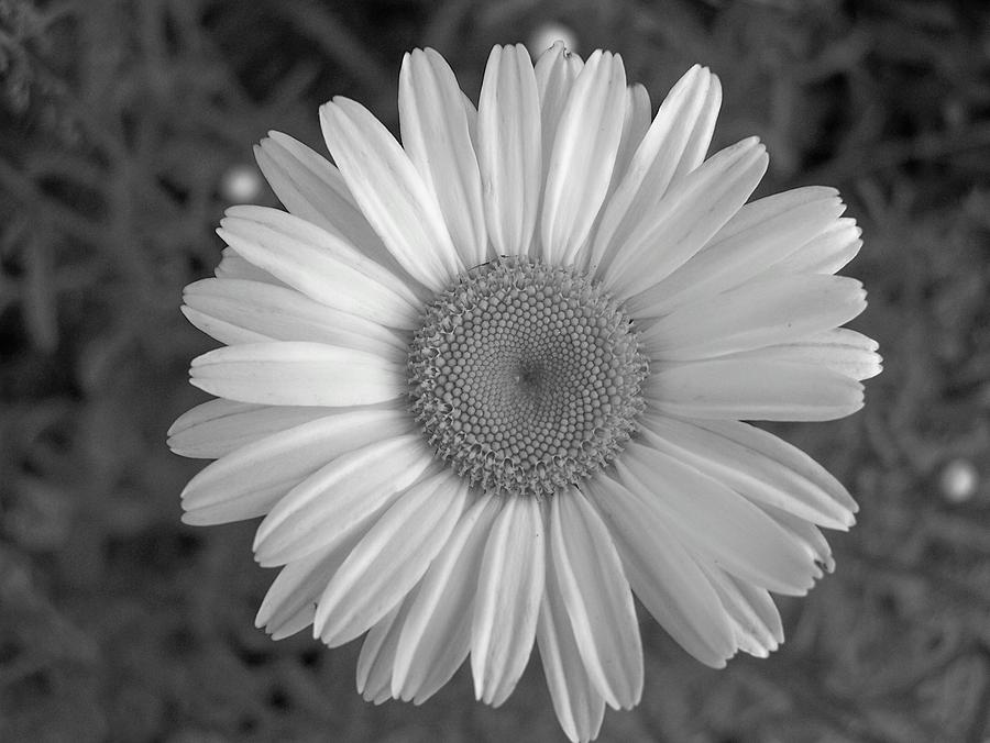 Daisy Photograph - The Daisy by Gene Cyr