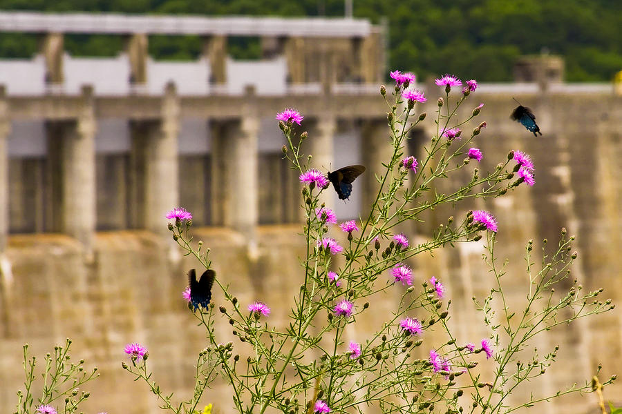 The Dam Butterflies Photograph by Melinda Ledsome