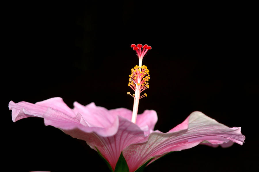 Flowers Still Life Photograph - The Dance by Alan Skonieczny