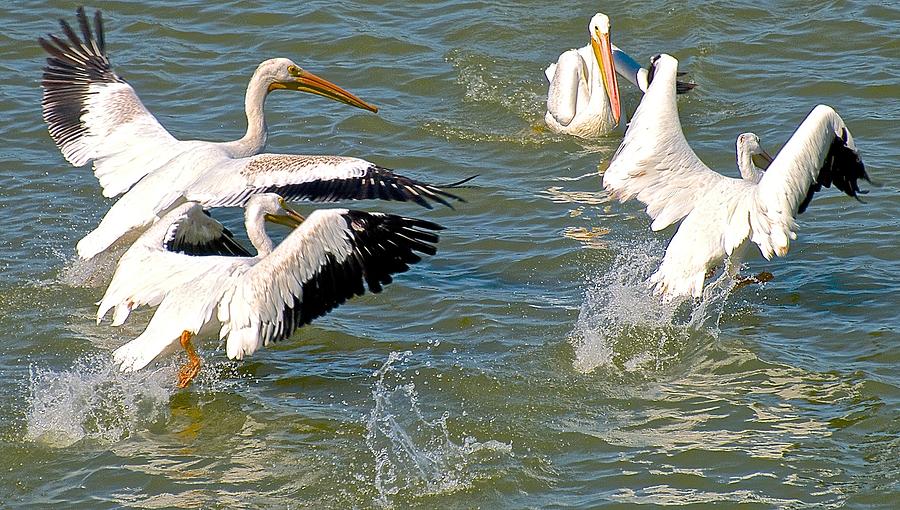 Pelican Photograph - The Dance by Gwendolyn Christopher