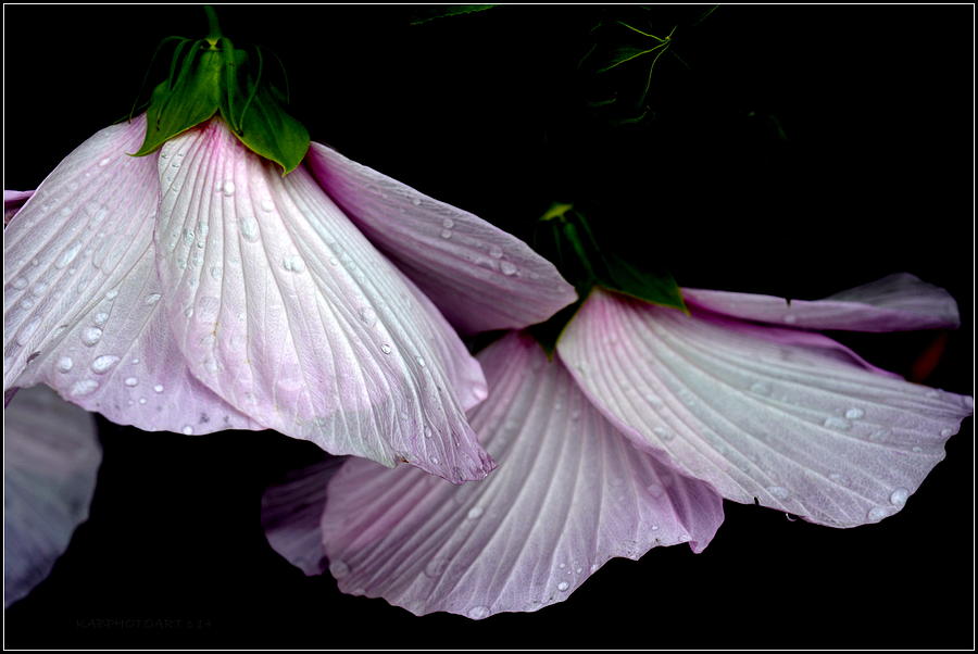 The Hibiscus Dance Photograph by Kathy Barney