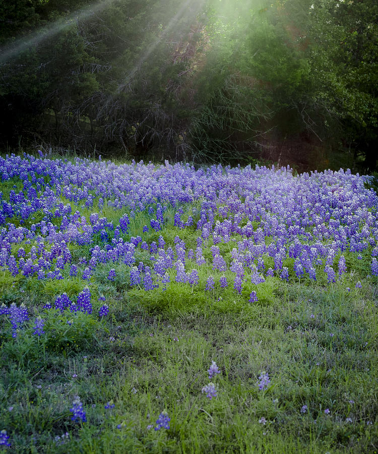 The Dance of Light and Bluebonnets Photograph by Debbie Karnes