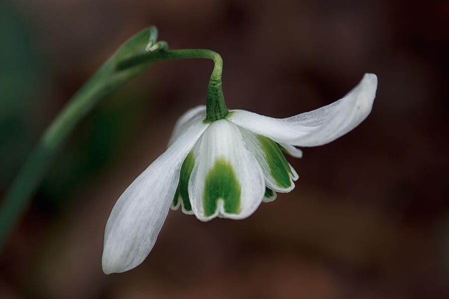 Floral Photograph - The Dance of the Snowdrop by Shirley Mitchell