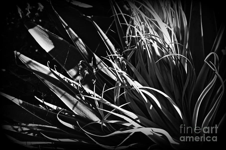 Black And White Photograph - The Dance of the Succulent by Clare Bevan