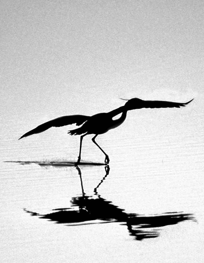 Bird Photograph - The Dance by Skip Willits