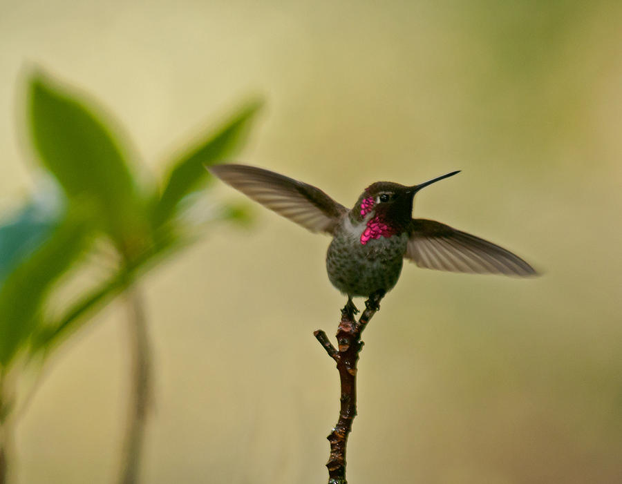 The Dancing Hummingbird Photograph by Lara Ellis