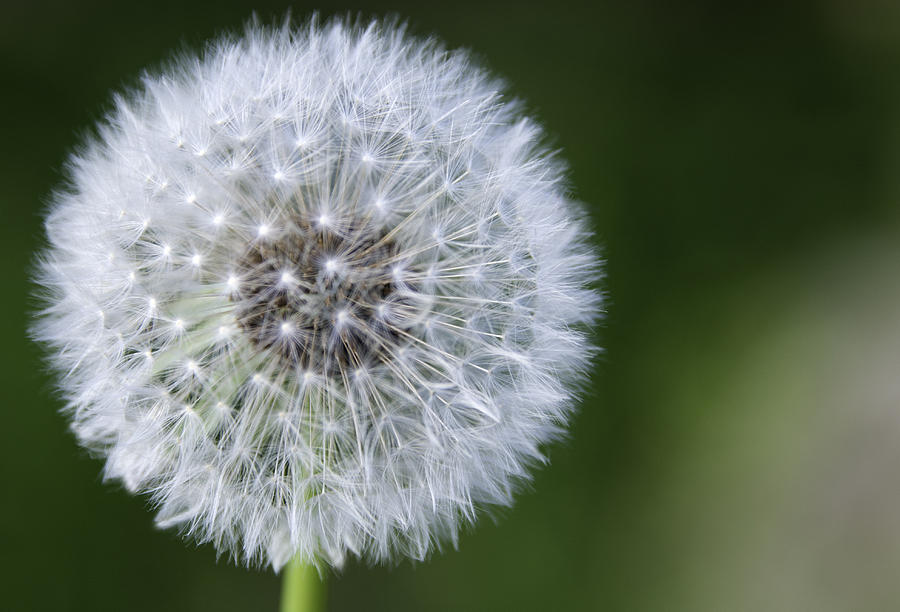 The Dandy Photograph by Pete Gregg - Fine Art America