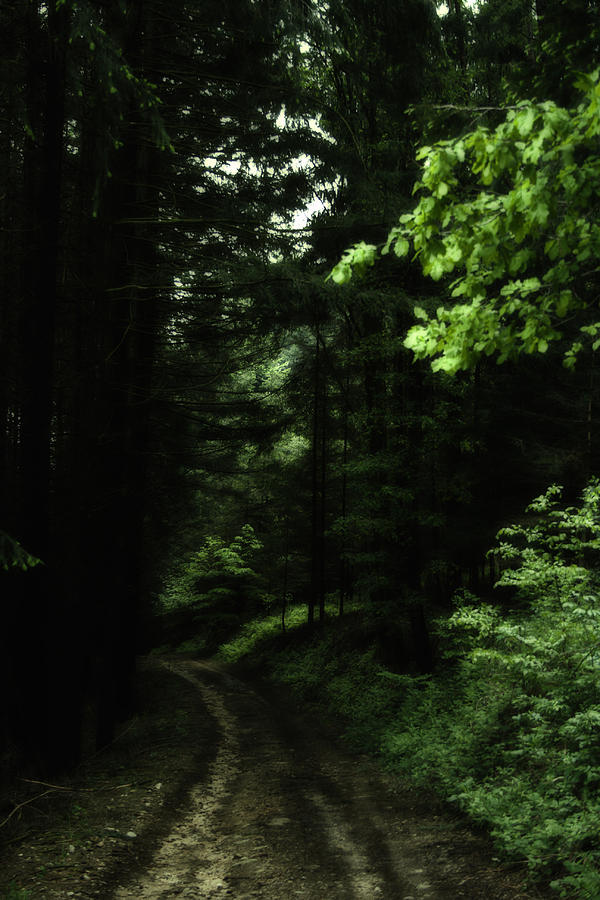 The Dark Forest Photograph by Georgia Clare
