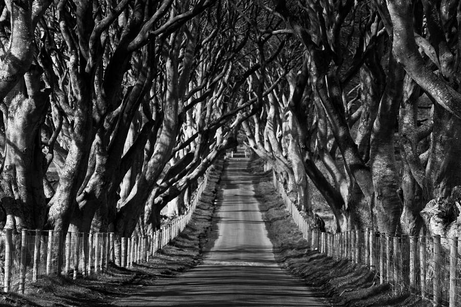 The Dark Hedges Photograph by Alan Magee | Fine Art America