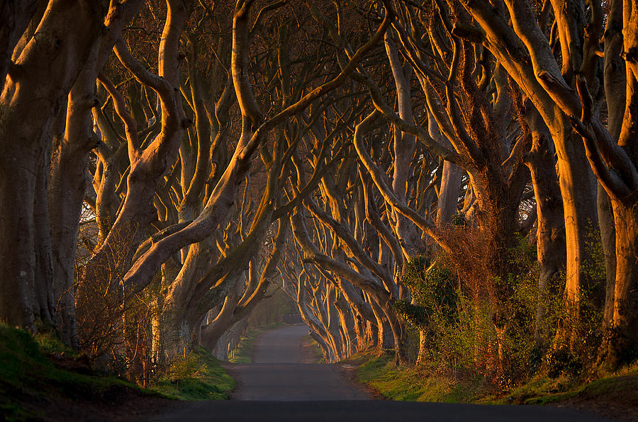The Dark Hedges In The Morning Sunshine Photograph by Piotr Galus