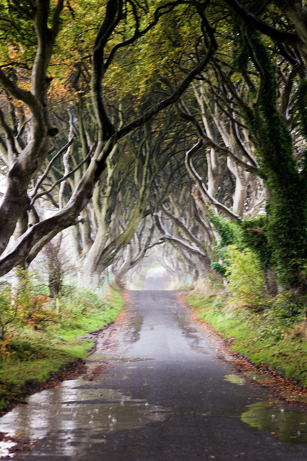 The Dark Hedges In The Rain Photograph by Images By Thomas Blake Photography
