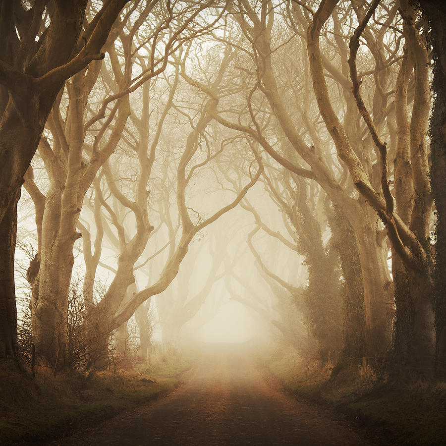 The Dark Hedges Photograph - The Dark Hedges by Maggy Morrissey
