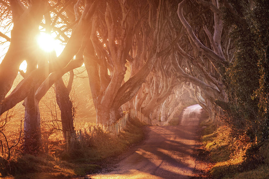 The Dark Hedges Photograph by Matthias Haker Photography