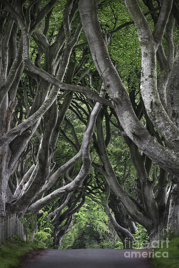 Jungle Photograph - The Dark Hedges by Svetlana Sewell
