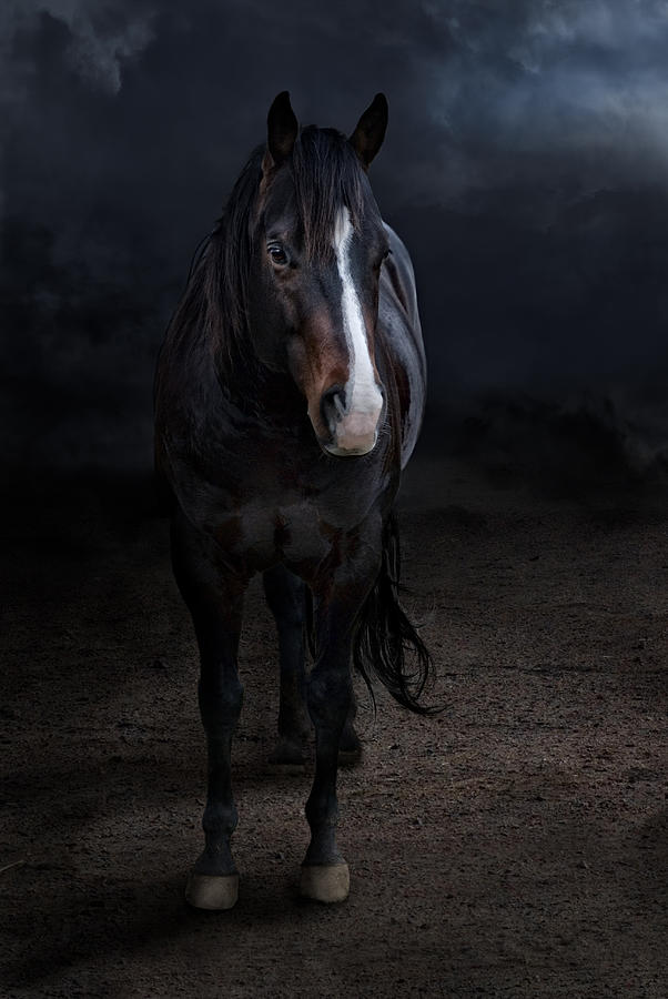 Black Horse In Darkness Stock Photo - Download Image Now - Horse