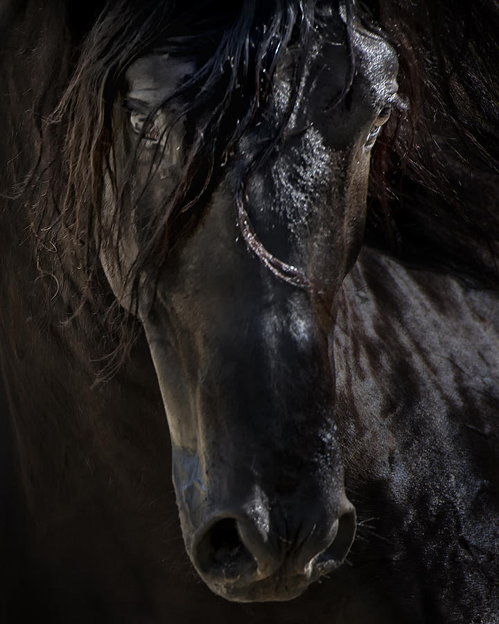 The Dark Horse Photograph by Pamela Steege
